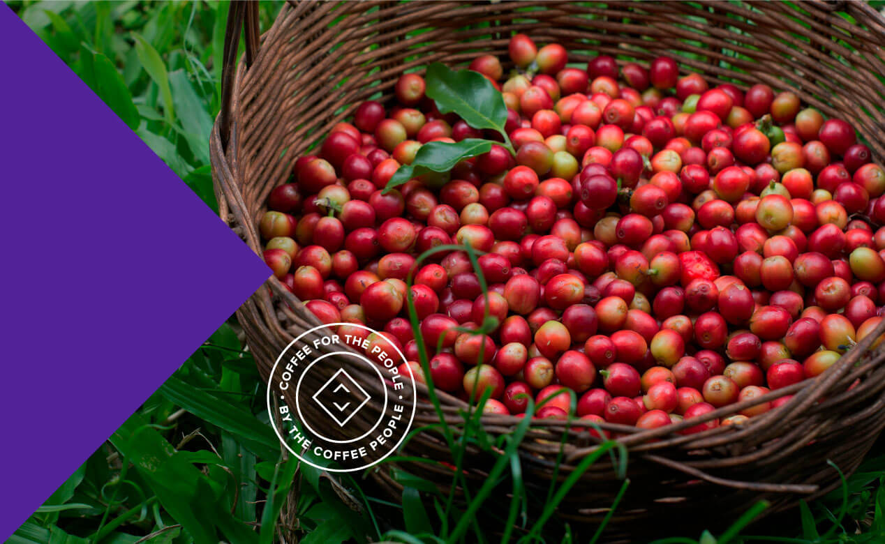 coffee-cherries-in-basket-2