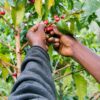 bean-picking-rwanda