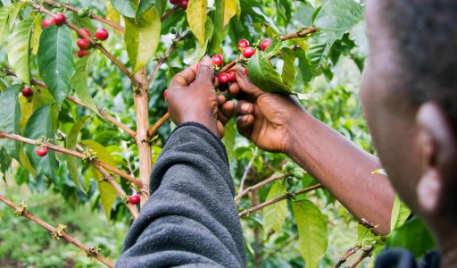 bean-picking-rwanda