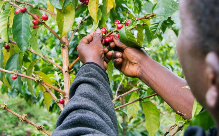 bean-picking-rwanda