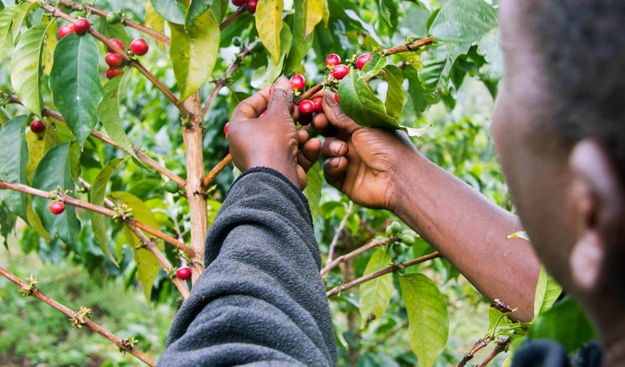 bean-picking-rwanda