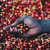 hand-holding-coffee-cherries