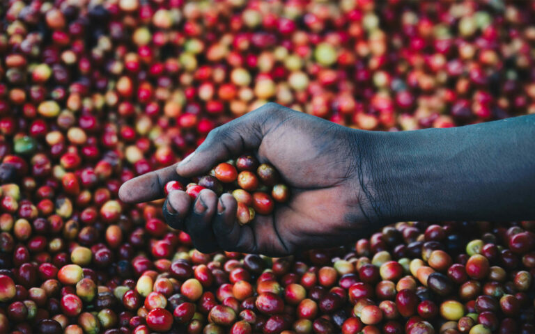 hand-holding-coffee-cherries