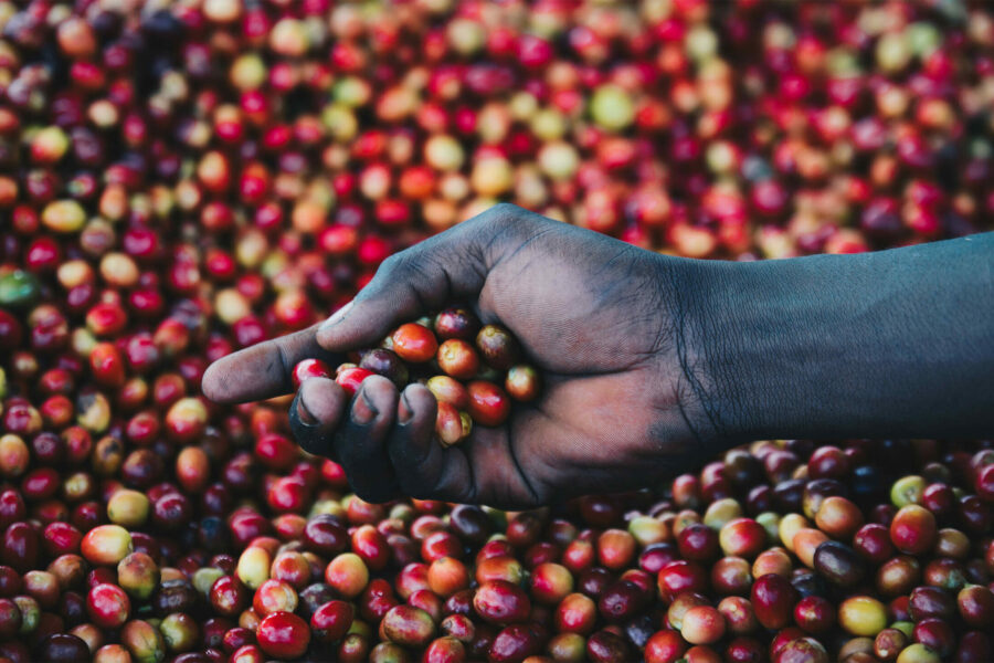 hand-holding-coffee-cherries