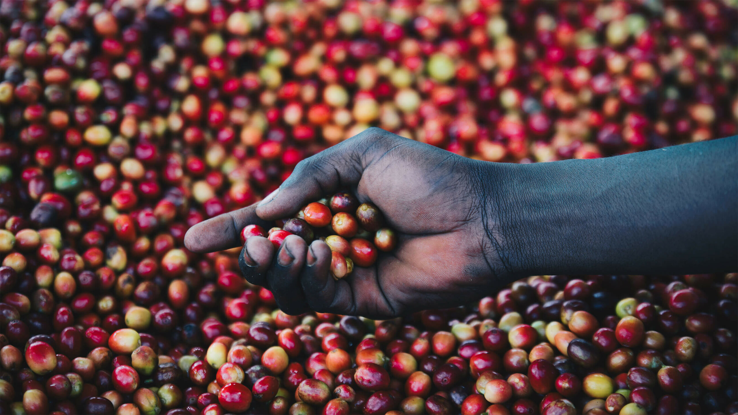 hand-holding-coffee-cherries