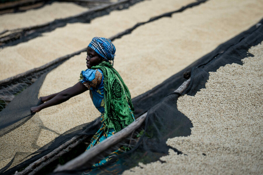 female-worker-covering-beans