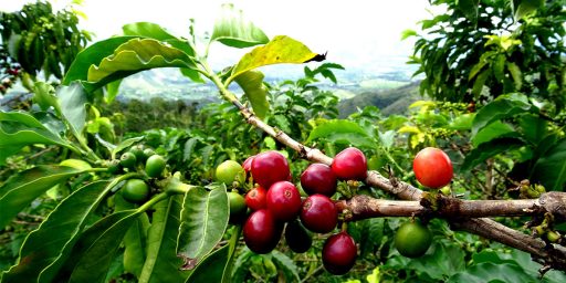 Introducing Our Latest Single Origin Coffee Honduras RMC