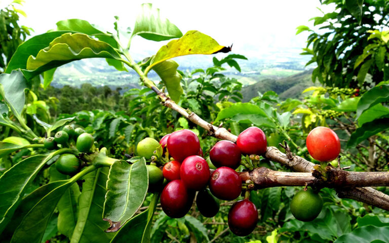 Introducing Our Latest Single Origin Coffee Honduras RMC