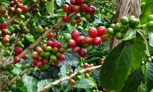 Costa Rica – Our Next Coffee Origin Trip