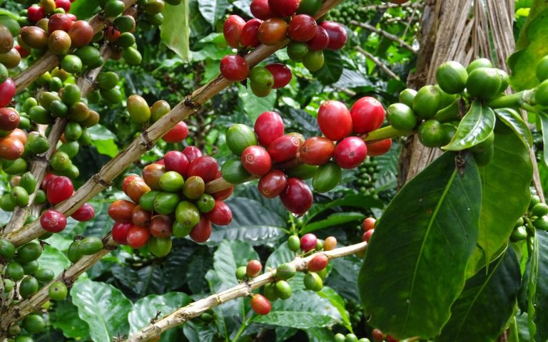 Costa Rica – Our Next Coffee Origin Trip